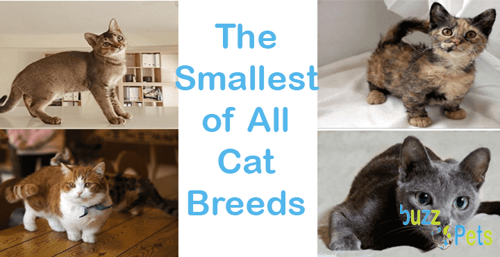 Top 4 The Smallest of All Cat Breeds