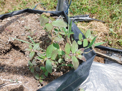 Patikan kebo (Euphorbia hirta L), 