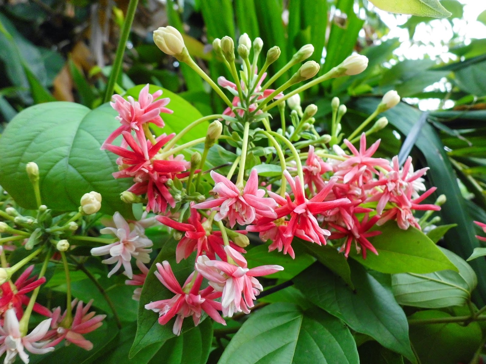 Exotic Plants in Indonesia Exotic Flower