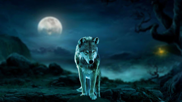 wallpaper wolf moonlight