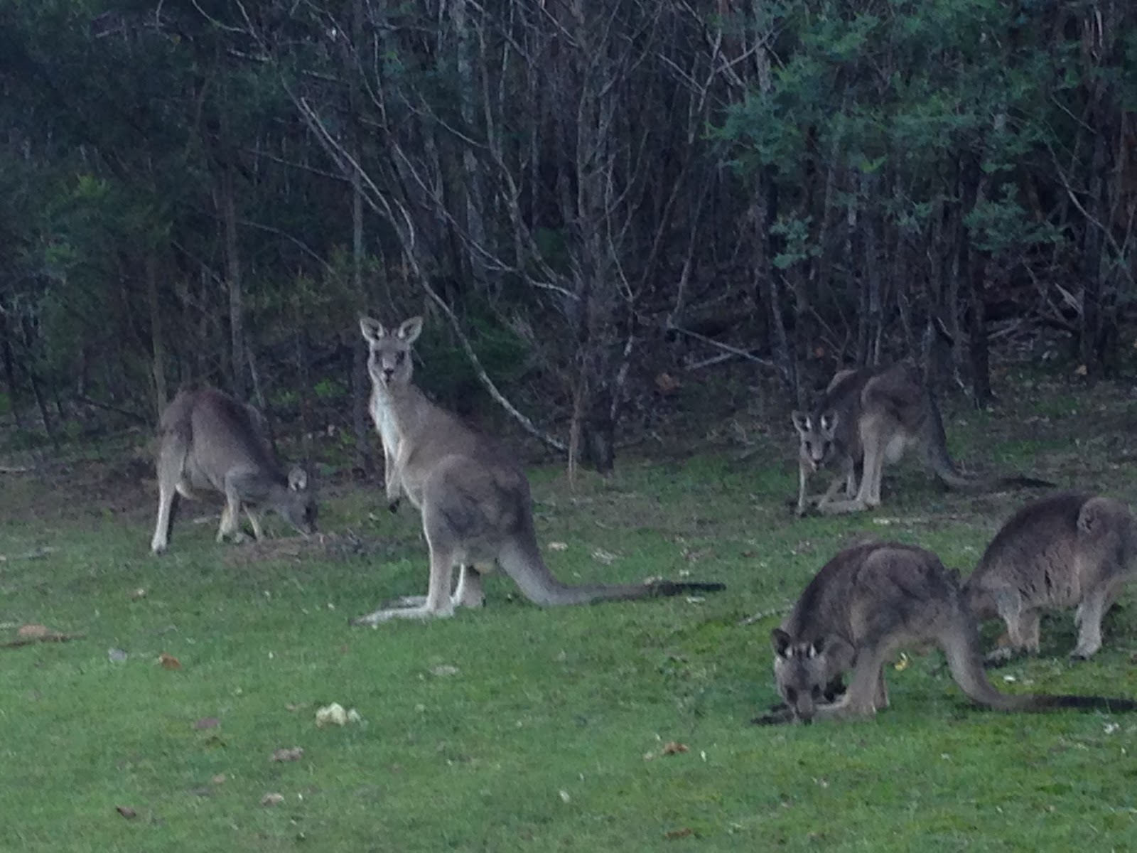 4ME Where to see Kangaroo around Melbourne