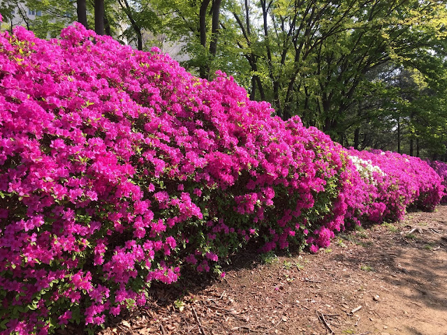 Azaleas