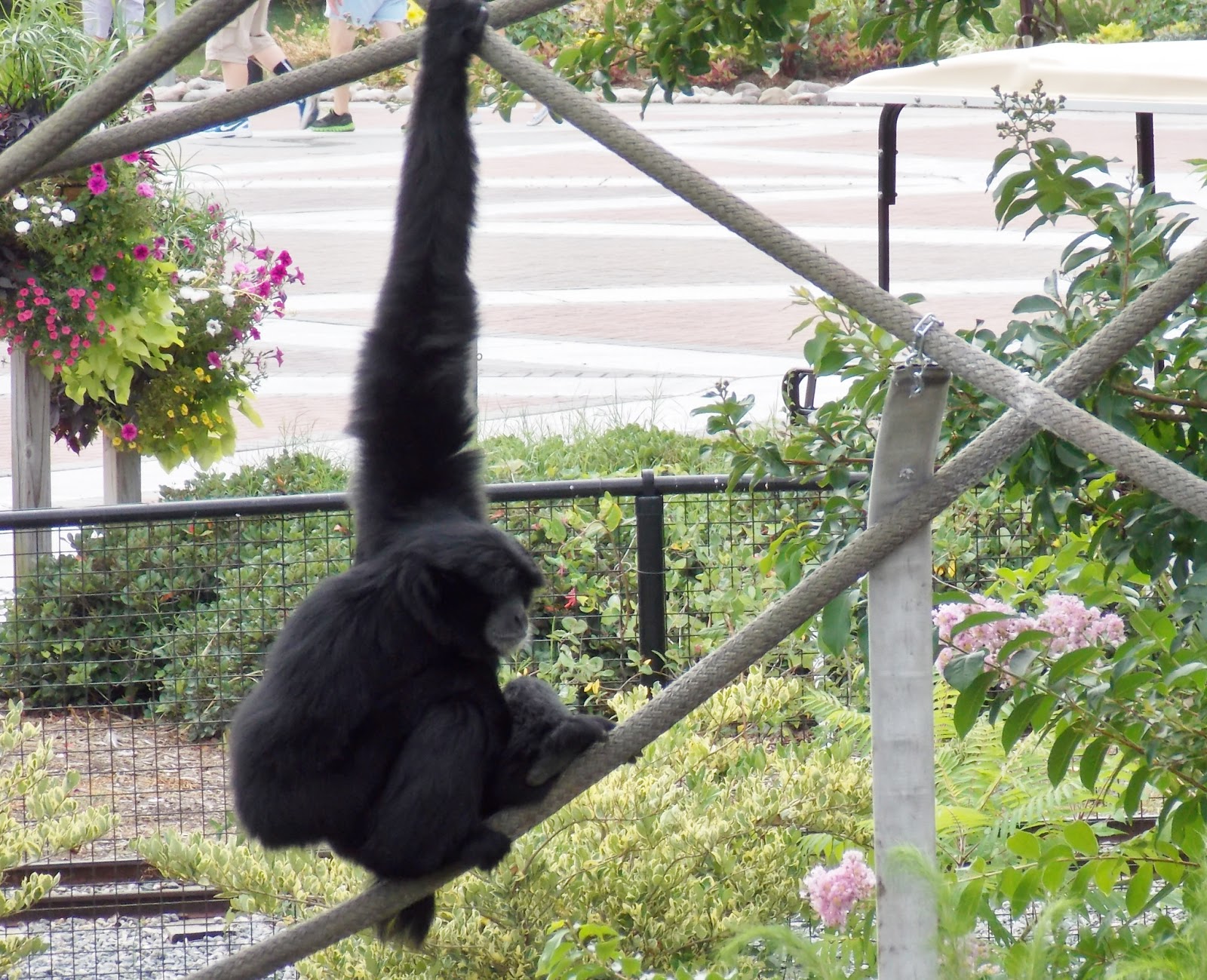 MLBsTravels The Virginia Zoological Park
