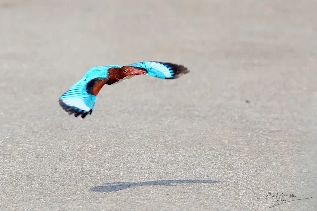 White-throated Kingfisher fly low to avoid a military radar