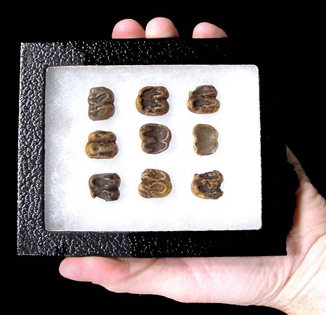 The Jungle Store: Manatee Fossils