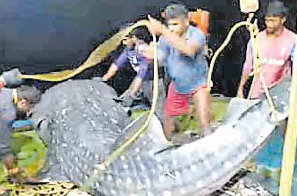 Kozhikode, News, Kerala, fish, Fishermen, Dotted shark, Fishing, Sea, Dotted Shark, Dotted shark to the sea in Kozhikode