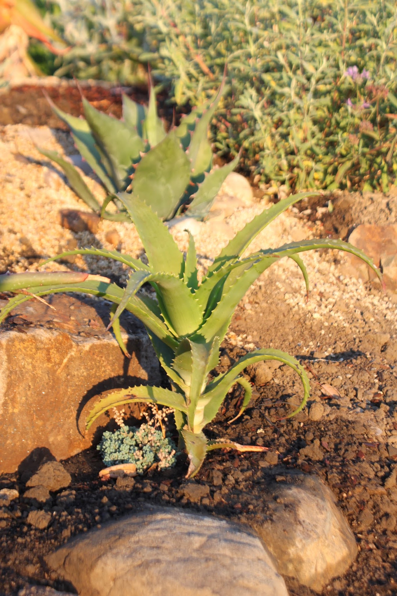 Growing Aloe Pluridens