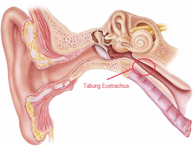 anatomi telinga