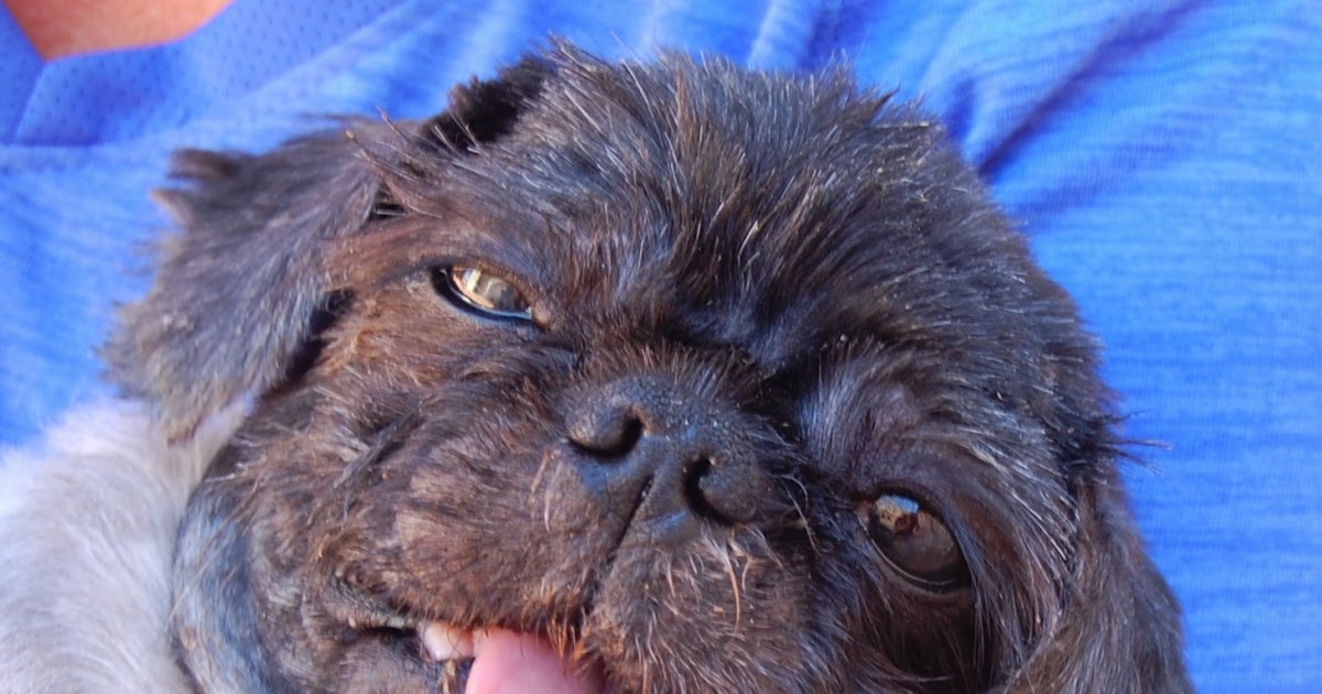 Nevada SPCA Animal Rescue: Casper