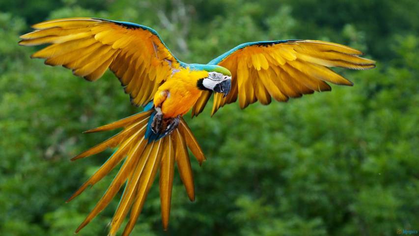 Blue and Yellow Macaw Ryan Maigan Birds