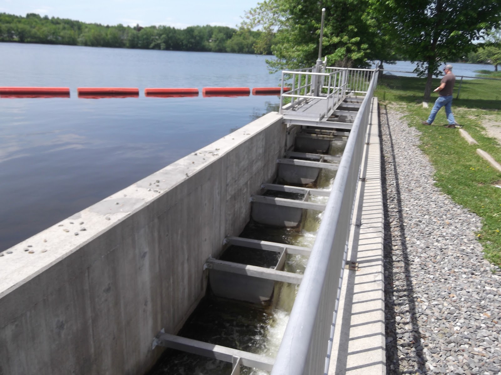 2012 Fish Big Year River Herring in Maine