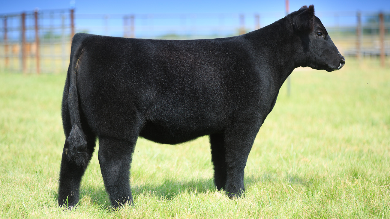 RCC Blog ster Cattle Company Online Sale