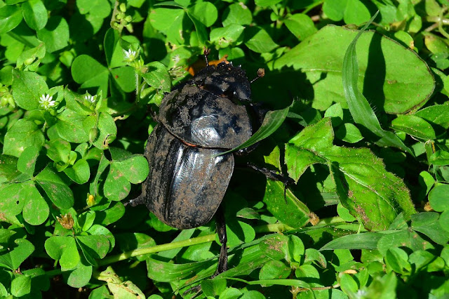 Pachylomera femoralis Pachylomera femoralis
