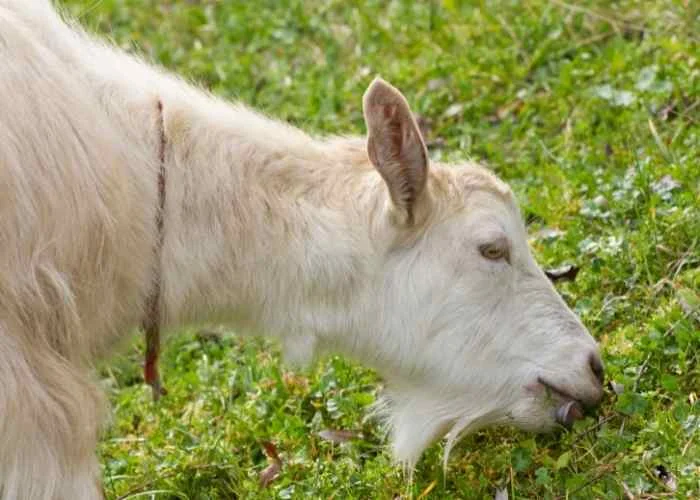 What Do Goats Like to Eat? Homesteading in Ohio
