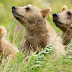Alaska air service bear viewing