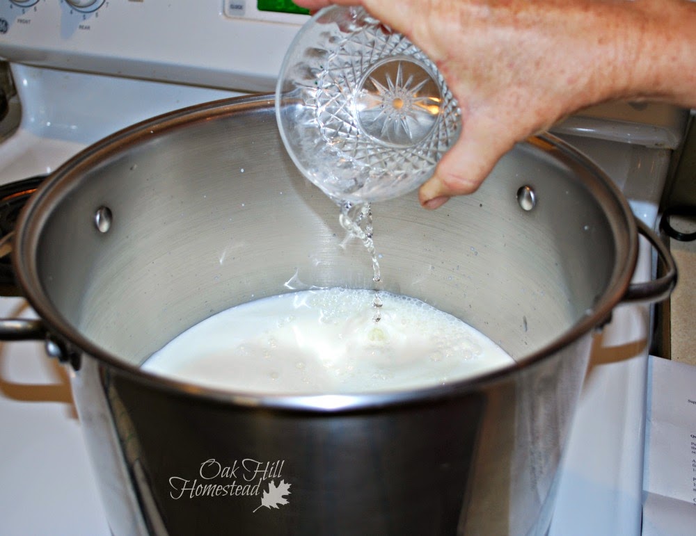 Add rennet to warm goat milk to make mozzarella cheese.