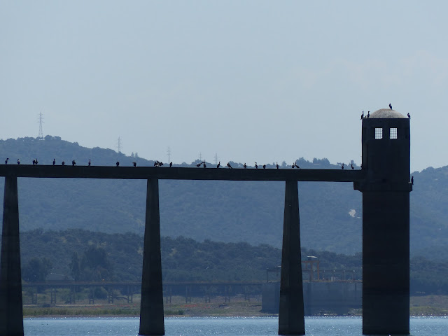 Cormoranes grandes posados en la zona al final de la ruta del embalse de Puente Nuevo .