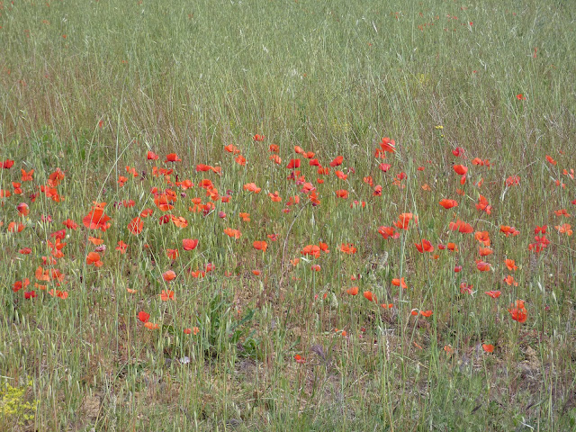 Coquelicots dans un champ de...de quoi au fait ?