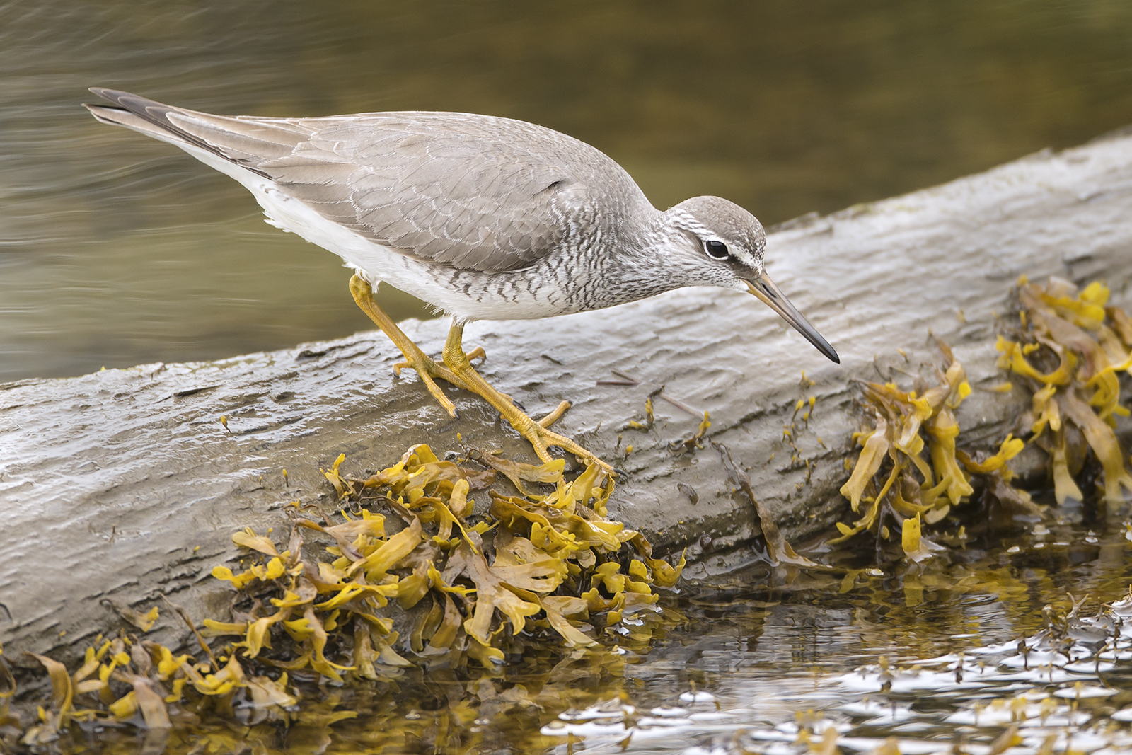 BC Rare Bird Alert RBA GRAYTAILED TATTLER in Kitimat June 2326th