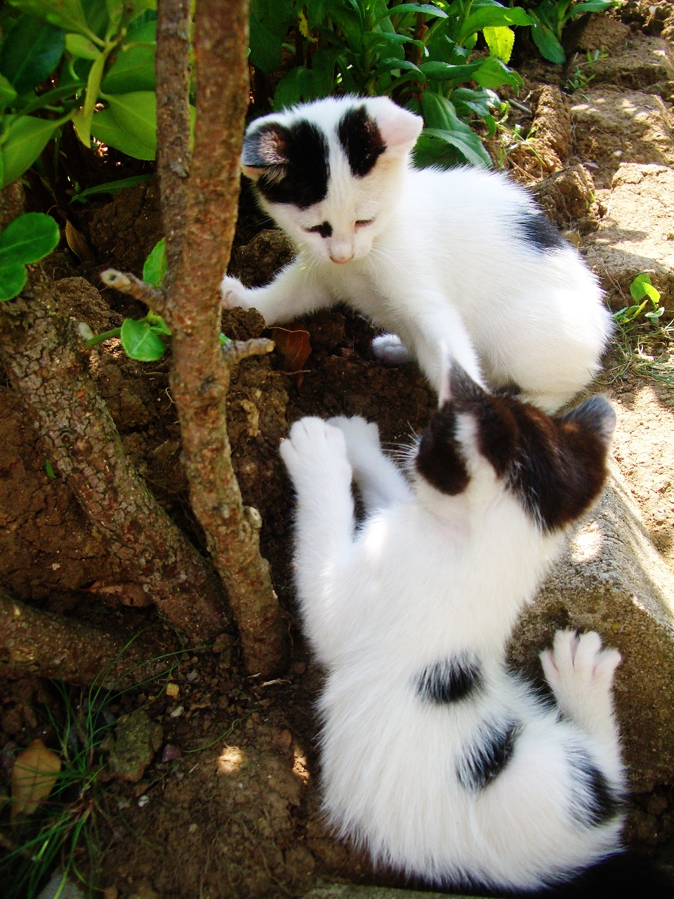 kırmızı ..yavruları oyun oynarken sekerleme yapan anne kedi )