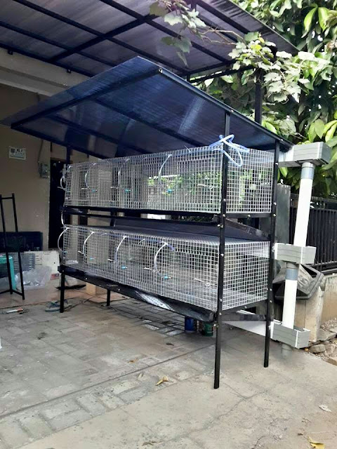 Jual Kandang Galvanis untuk kelinci Holland Lop harga murah 8 hole 2 tingkat jawa barat Jual Kandang Galvanis untuk kelinci Holland Lop harga murah 8 hole 2 tingkat jawa barat