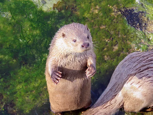 Things to do in Alesund: Otter at Atlanterhavsparken