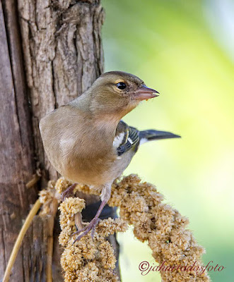 Pinsà comú (Fringilla coelebs)