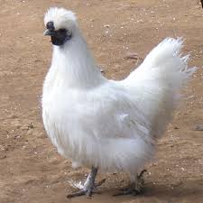 Galeri Foto Ayam Kapas Terbaru 9 Galeri Foto Ayam Kapas Terbaru Jual Ayam Hias Ayam Kapas Import