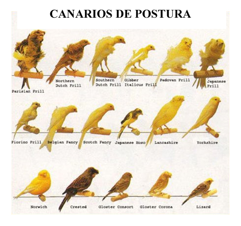 Основные цвета