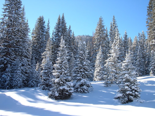 Exterior winter scene in the forest with snow snow on the pine trees.