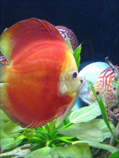 DISCUS SG TORINO TROPICALMANIA: DISCUS FOTO E VIDEO TROPICALMANIA