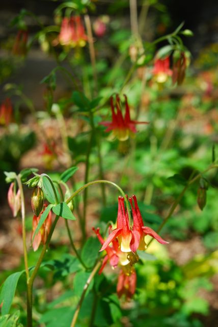 Close-up of red and yellow spurred columbine, Aquilegia canadensis. 