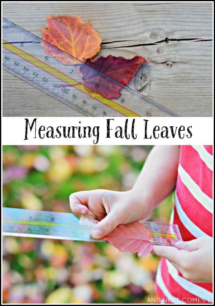 Measuring Fall Leaves Outdoor Math Play | And Next Comes L
