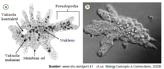 410+ Gambar Protozoa Mirip Hewan Terbaik