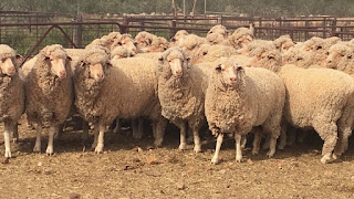 Merino Sheep Wool Disadvantages, Advantages, Facts, Price  