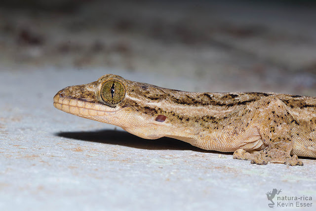 Turnip-tail Gecko - Thecadactylus rapicauda
