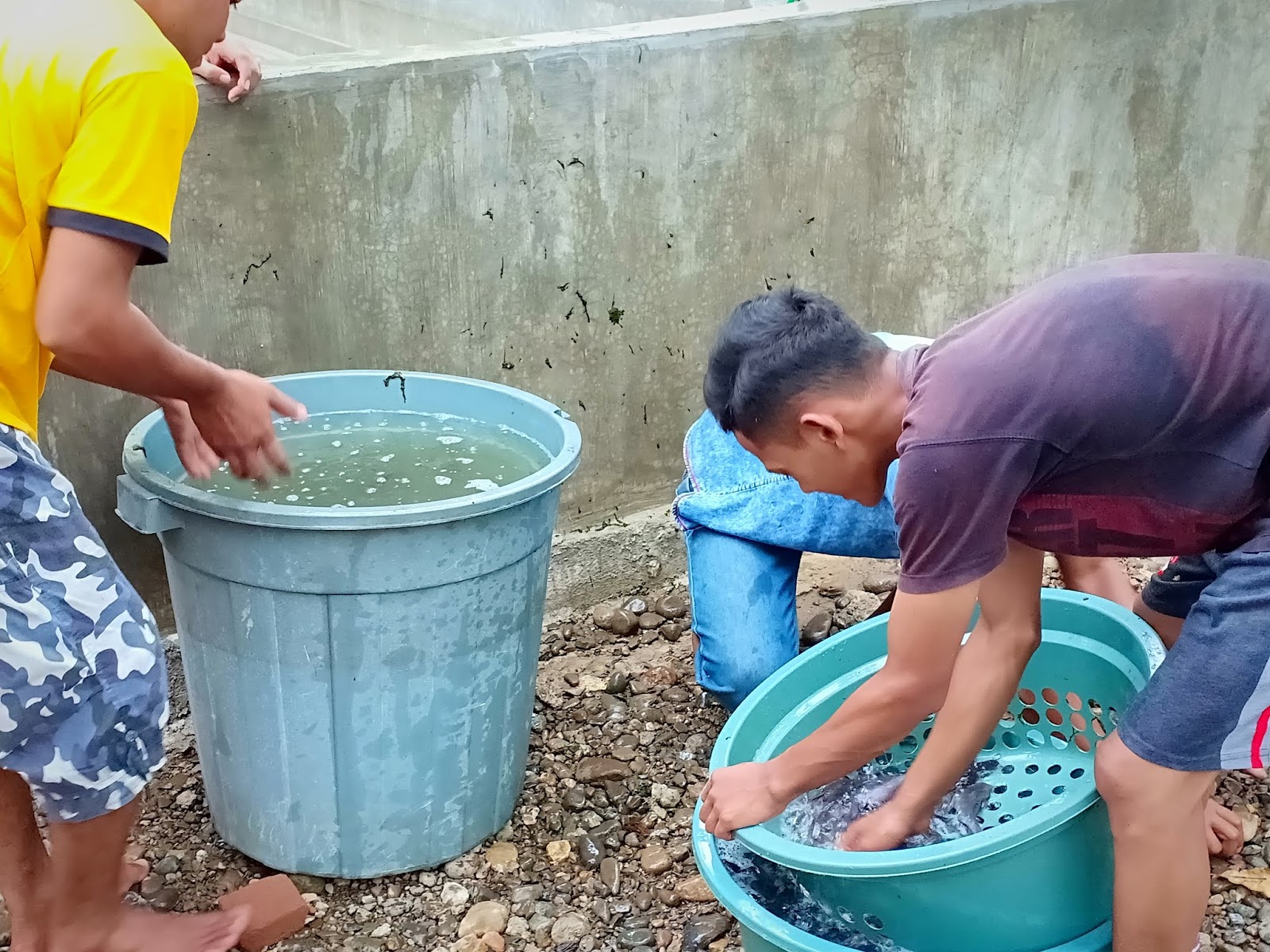 Kiat Sukses Budi Daya Lele Dumbo Untuk Pemula Budi Daya