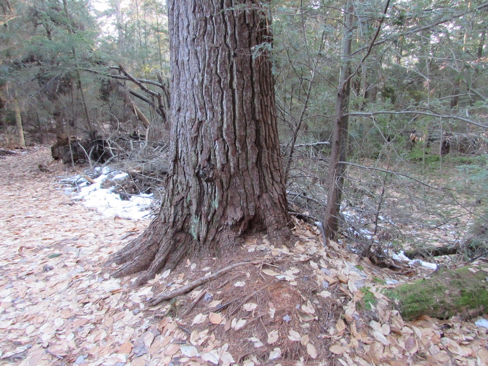 Hearts Content Scenic Area Beautiful Old Growth Forest Allegheny