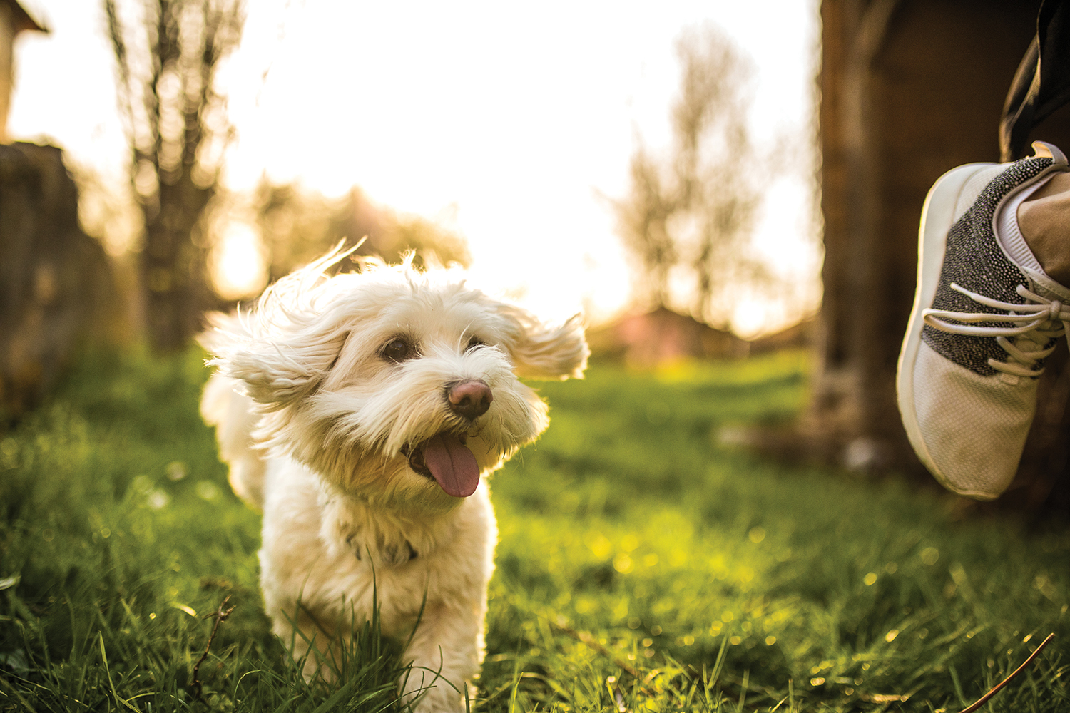 DoorDash partners with PETstock for easy speedy deliveries Australian