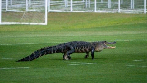 Toronto soccer team's Florida practice interrupted by 'massive alligator|interesting news| Toronto soccer team's Florida practice interrupted by 'massive alligator|interesting news|