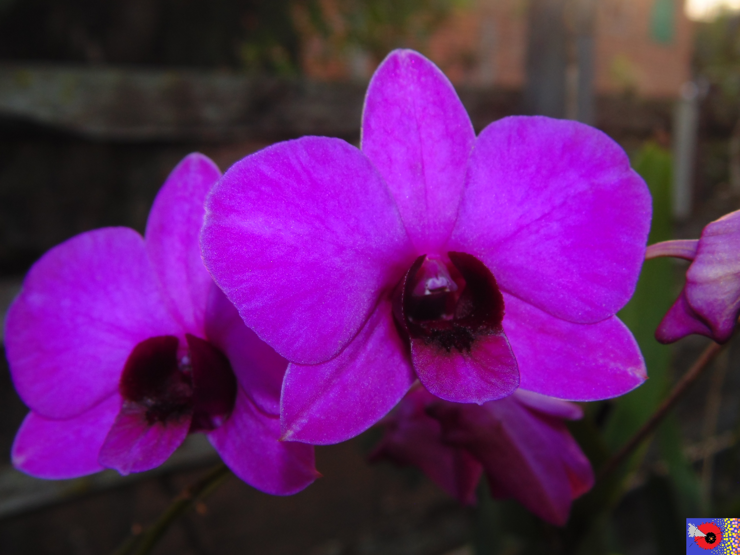 ORQUÍDEAS * BROMÉLIAS: Denphal pink - flores 2020