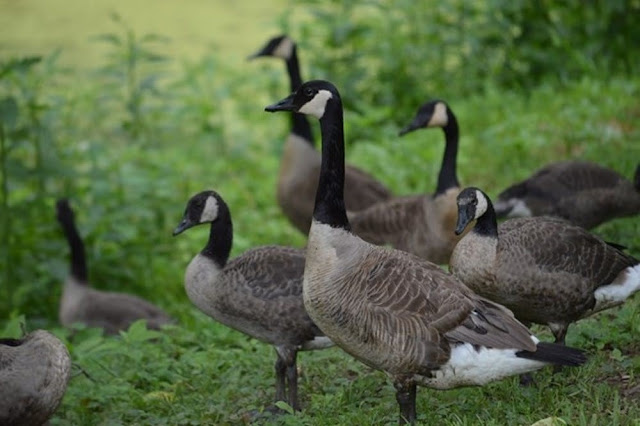 Geese Removal Problem