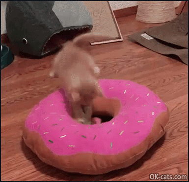 Funny Kitten GIF • Kitty plays like crazy with his new donut cushion! [ok-cats.com]