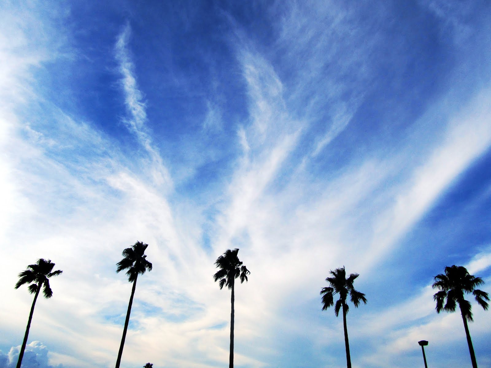 Kyklops: Palm Trees, Blue Sky, White Clouds (3)