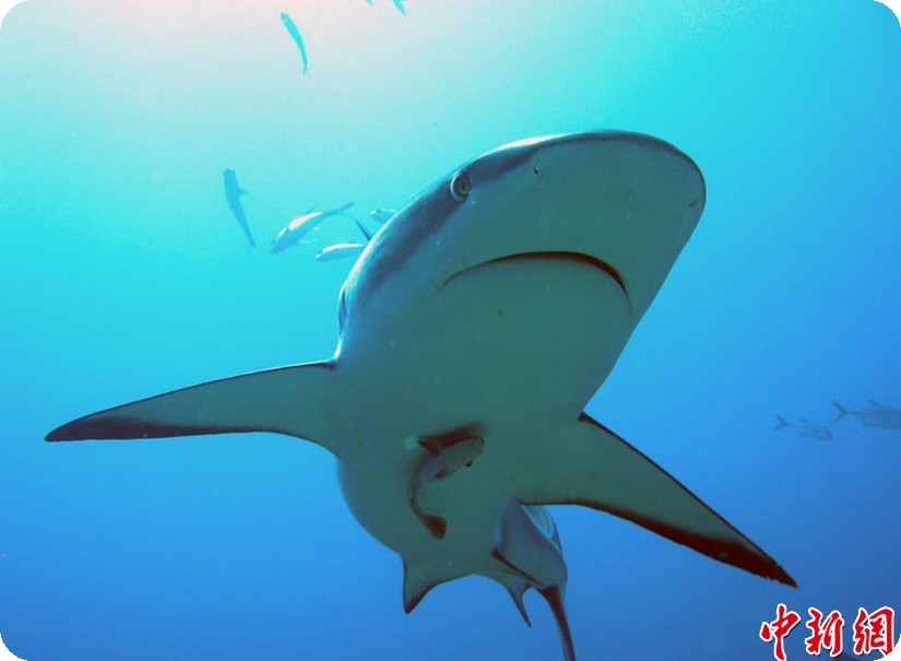 Stop Pembantaian Ikan Hiu Fish Information (INDONESIA)