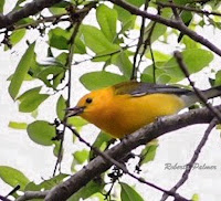 Prothonotary Warbler – Fort Clinch, FL – Apr. 8, 2018 – Roberta Palmer