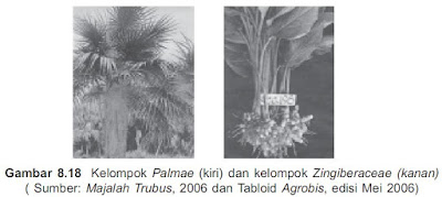 Kelompok Palmae dan Zingiberaceae