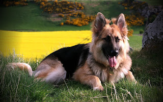 german-sheperd_042