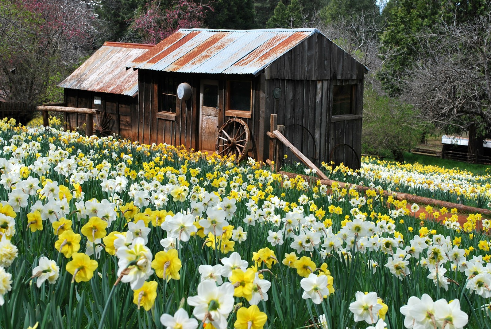 Daffodil Hill opens for its 77th season on Friday