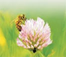 Organic Agriculture Centre of Canada